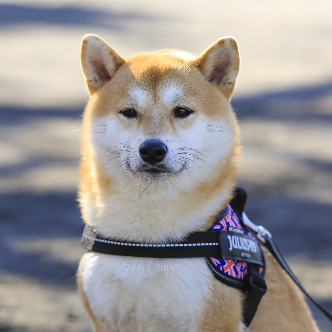 おはようございます。☺️ #柴犬 #豆柴 #柴犬大好き