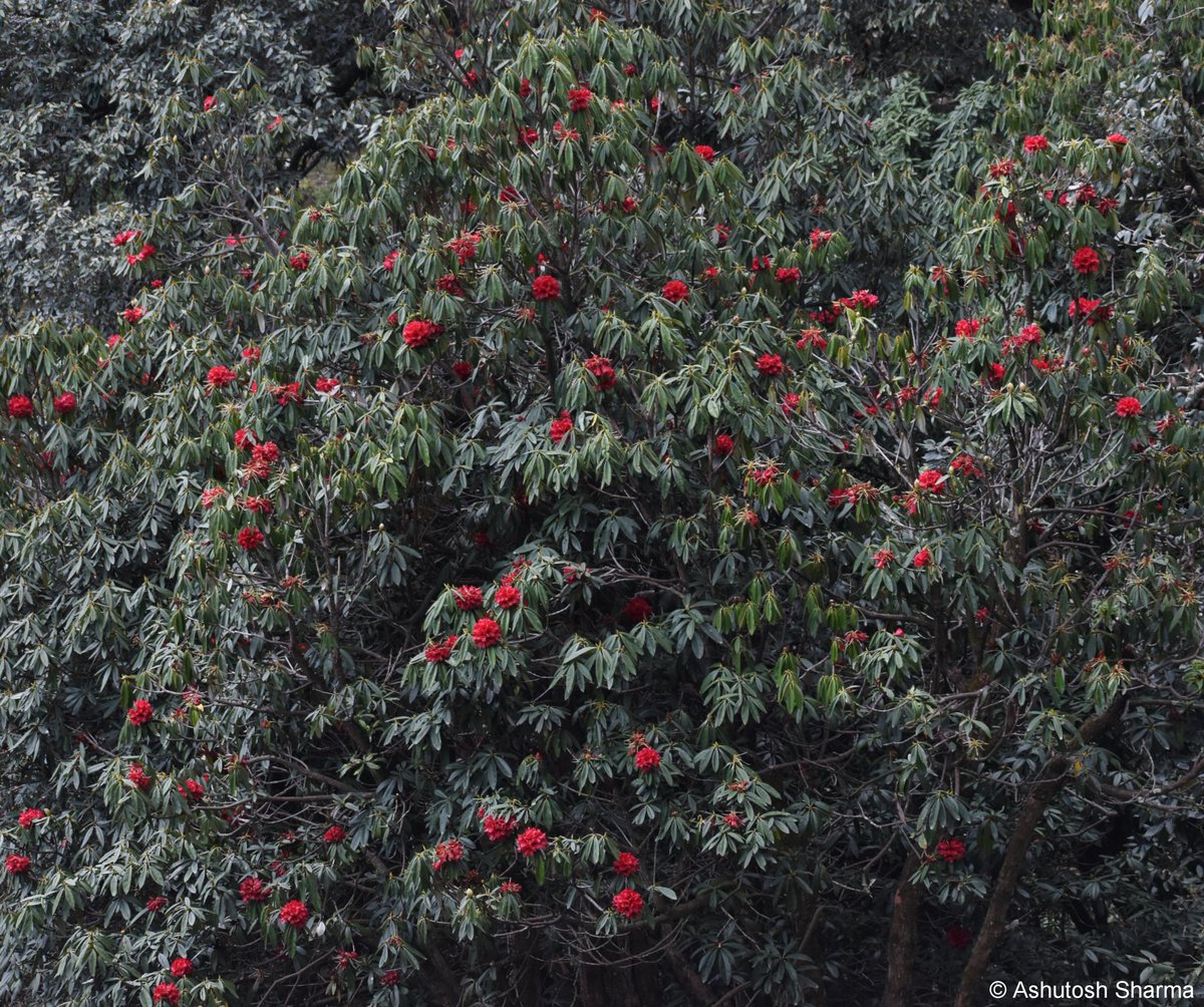 Ashutosh_05sn's tweet photo. I am back in the #Himalayas and see what's flowering!
Rhododendron arboreum (Tree #Rhododendron) in full bloom. Observed two color forms (common dark red & rarer pale pink), flowers are edible & source of #nectar for bees
#iambotanist #ericaceae #burans #taxonomy #natgeo #flora https://t.co/iu4C9uMc2v