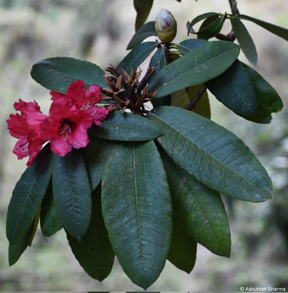 Ashutosh_05sn's tweet photo. I am back in the #Himalayas and see what's flowering!
Rhododendron arboreum (Tree #Rhododendron) in full bloom. Observed two color forms (common dark red & rarer pale pink), flowers are edible & source of #nectar for bees
#iambotanist #ericaceae #burans #taxonomy #natgeo #flora https://t.co/iu4C9uMc2v
