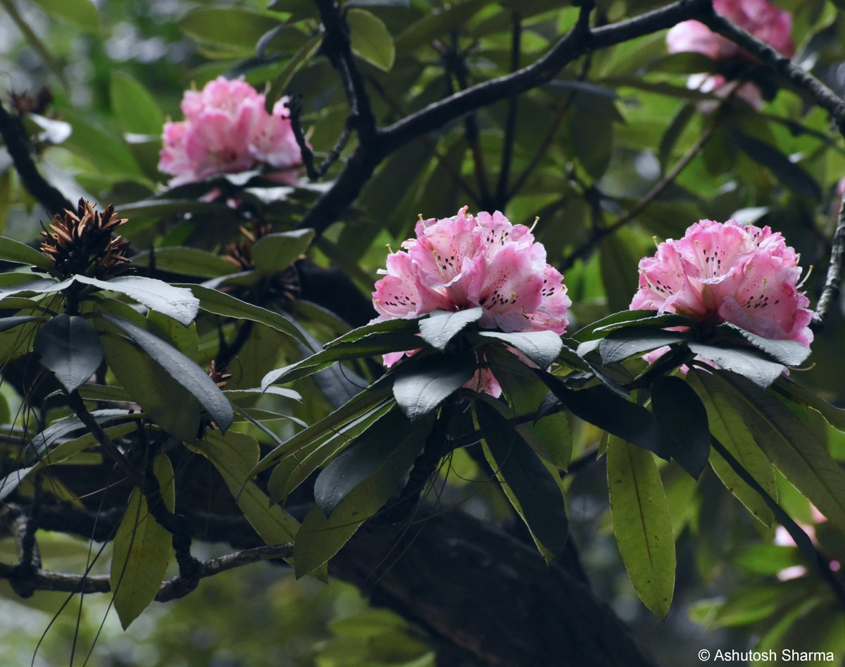 Ashutosh_05sn's tweet photo. I am back in the #Himalayas and see what's flowering!
Rhododendron arboreum (Tree #Rhododendron) in full bloom. Observed two color forms (common dark red & rarer pale pink), flowers are edible & source of #nectar for bees
#iambotanist #ericaceae #burans #taxonomy #natgeo #flora https://t.co/iu4C9uMc2v