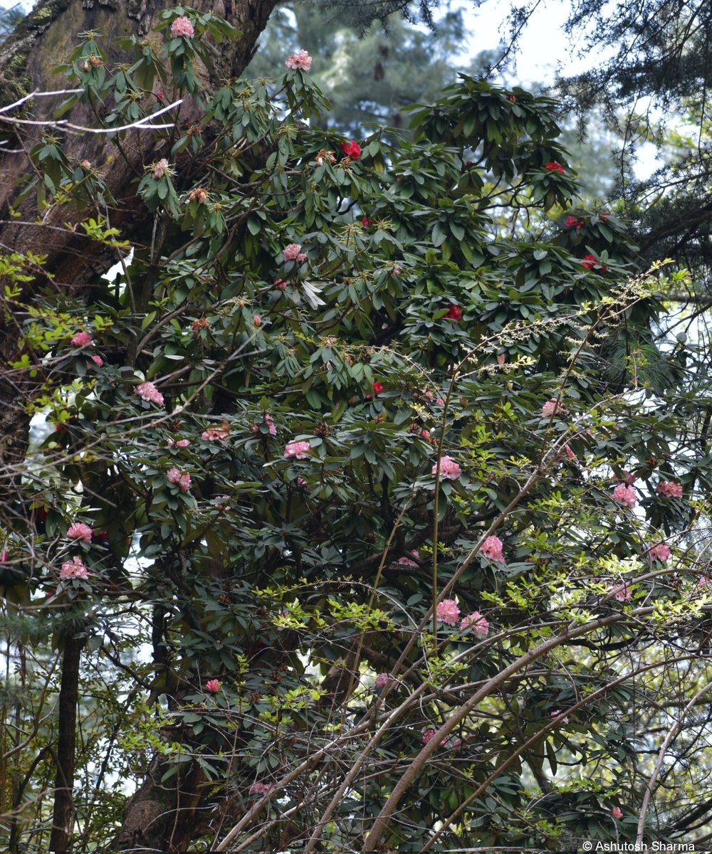 Ashutosh_05sn's tweet photo. I am back in the #Himalayas and see what's flowering!
Rhododendron arboreum (Tree #Rhododendron) in full bloom. Observed two color forms (common dark red & rarer pale pink), flowers are edible & source of #nectar for bees
#iambotanist #ericaceae #burans #taxonomy #natgeo #flora https://t.co/iu4C9uMc2v