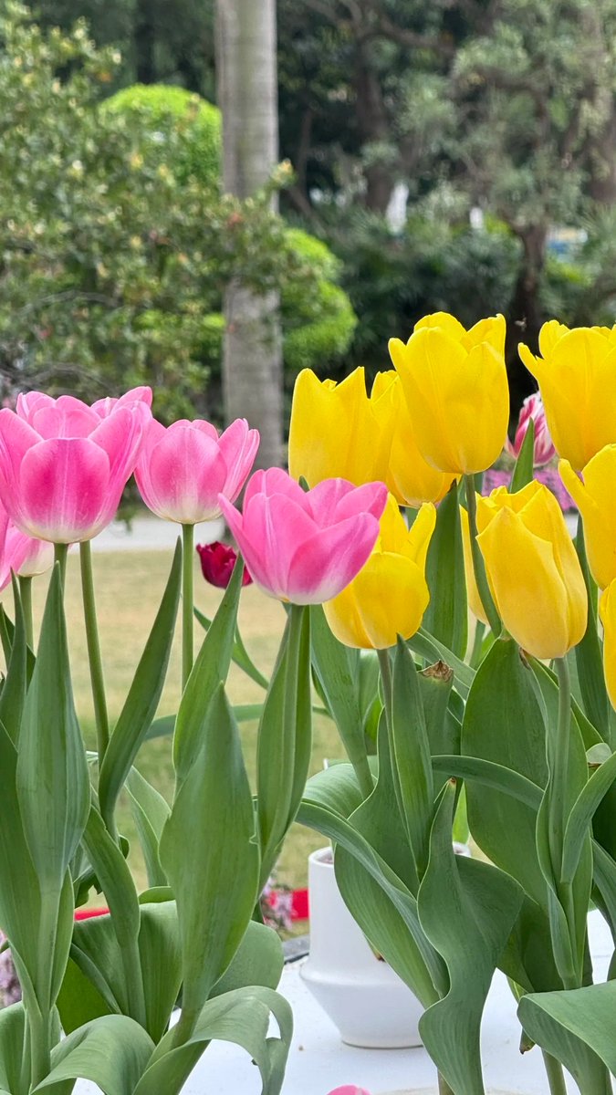 Beautiful tulips.🌷🌼🌸
#Goodevening
#NaturePhotography