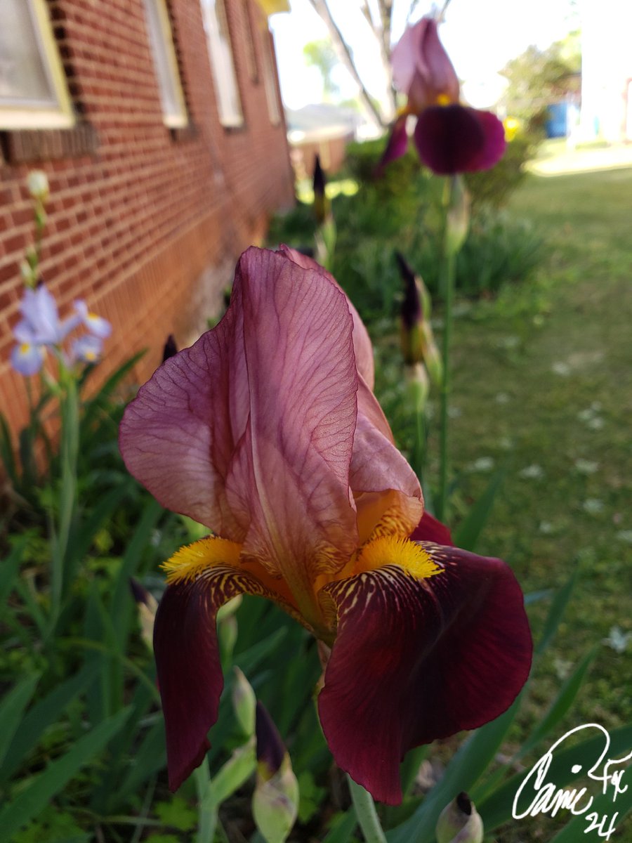 #BackyardBeauties Morning walk thru yard. Burgundy Bearded Iris sweet fragrance. 
#PetalPusher #FlowerBeds #Gardens  #CassieJFoxPhotos 📷  #CazFoxMedia #DailyBlooms #WhitmireSC #SumterNationalForest #NaturePhotography