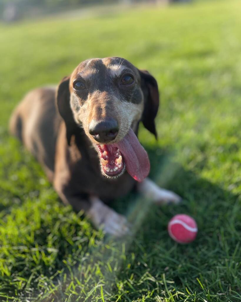 rhuntington3's tweet photo. Dad took me to the dog park Saturday afternoon!  It was so much fun!  #PawsColinasDogPark #DogPark #dachshund #chocolateandtandachshund #dachshundsofinstagram #instadachshund #ilovemydachund #BallIsLife #LifeIsBall #longdogcrew #instadog #ilovemydog https://t.co/9uwQsEsNdt https://t.co/55KW7g1xY7