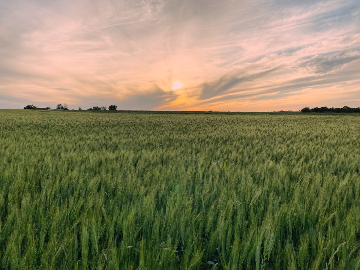 TexasFarmBureau tweet picture