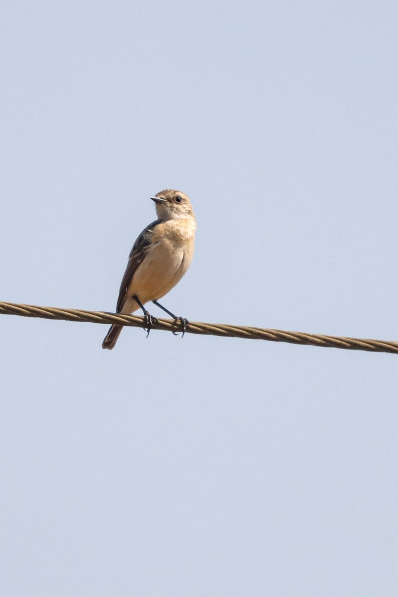 White throated bushchat @ tikona fort #birdnames #birdoj #365DaysWild #birdphotography #indianbirds #birdsofindia #NatureBeauty #IndiAves @NaturePhotography @wildlifetoursug @Wildphoto4all @southdevonbird @Wildlife_Photo @WildIndia1 @cwsindia @birdnames_en