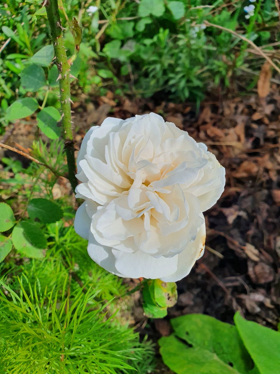 So many roses already #FlowerReport from #SWFrance