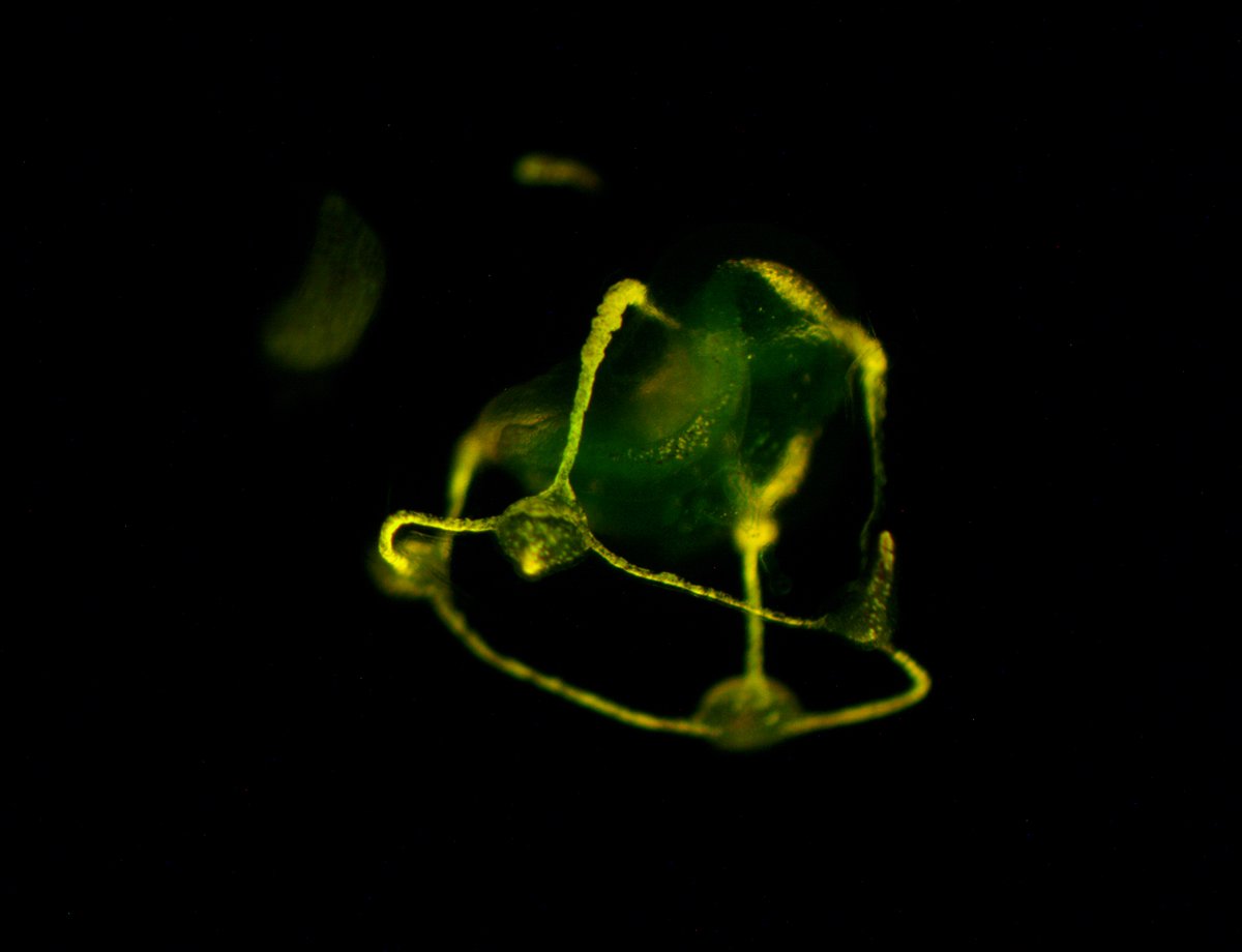 Lara Maleen Beckmann tweet media