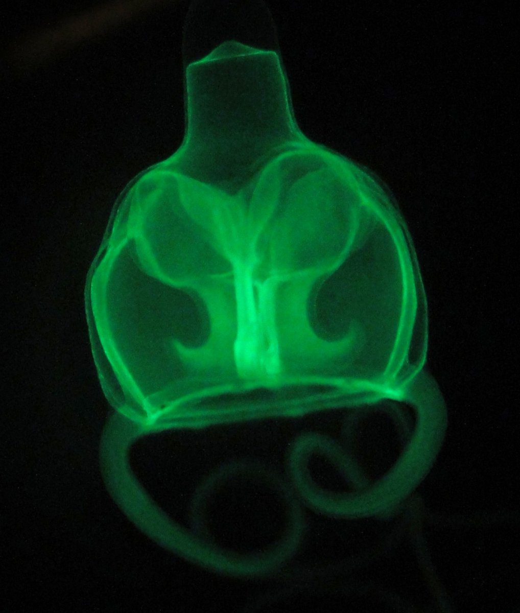 During our project work <a href="/stri_panama/">Smithsonian Panama</a> taxonomy course, we found that hydrozoans show diverse fluorescence patterns that can vary across life stage and species🪼Happy to see our little study out <a href="/BridgetSquidget/">Bridget Vincent</a> <a href="/beroe/">stevehaddock.bsky</a> <a href="/chipotlau/">Emily Lau, PhD</a> <a href="/alexandeleon_/">Alexandra De León</a> 
doi.org/10.7773/cm.y20…