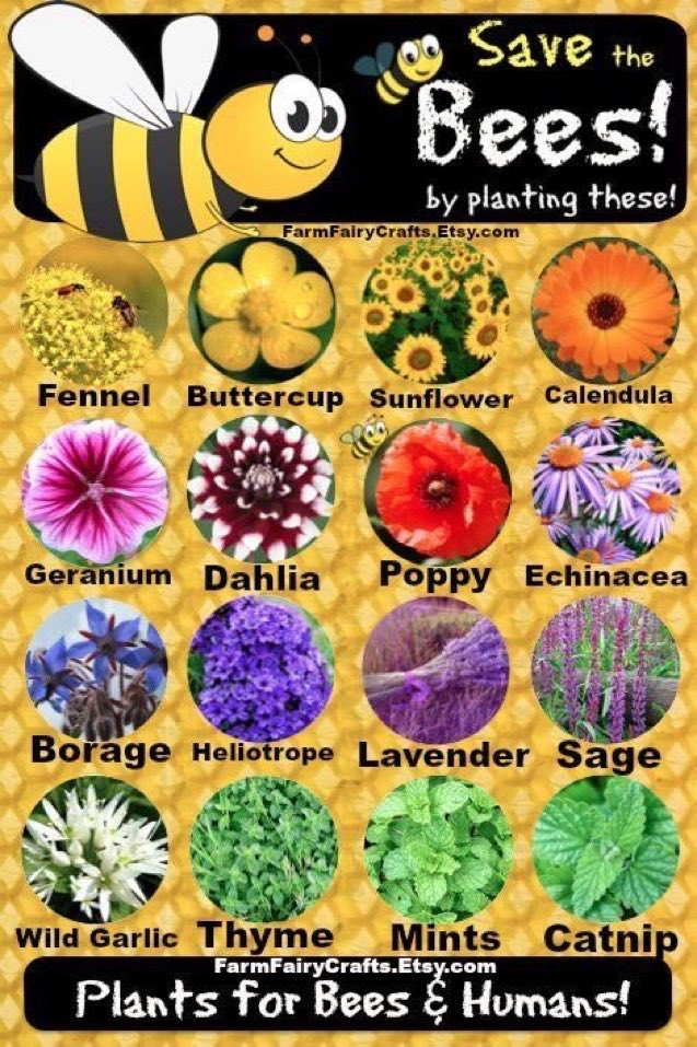@BeeAsMarine Plant Pollinators 🌺🌿🌼🍃🌸

Please Sign The Petition To
Ban Pesticides 
👉change.org/SaveTheBees 🐝🐝

Save Bees Save Us

#IfTheyDieWeDie 🐝🐝