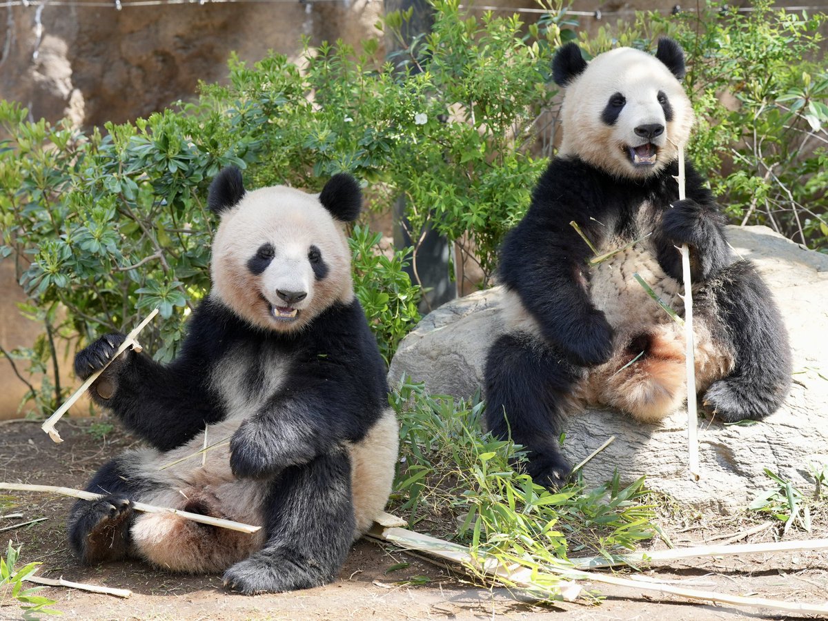 👶👶生まれた瞬間から一緒。ママと離れてからは全力で頑張ったね。2人だと強くなれた。2人で幸せだったね。今度はね1人で頑張るんだって。泣いちゃうよ😭😭😭シャオちゃんレイちゃん　お互いのお顔、声、匂い、名前…覚えていてね。約束だよ。ずっと大好き。幸せをありがとう #シャオシャオ　#レイレイ
