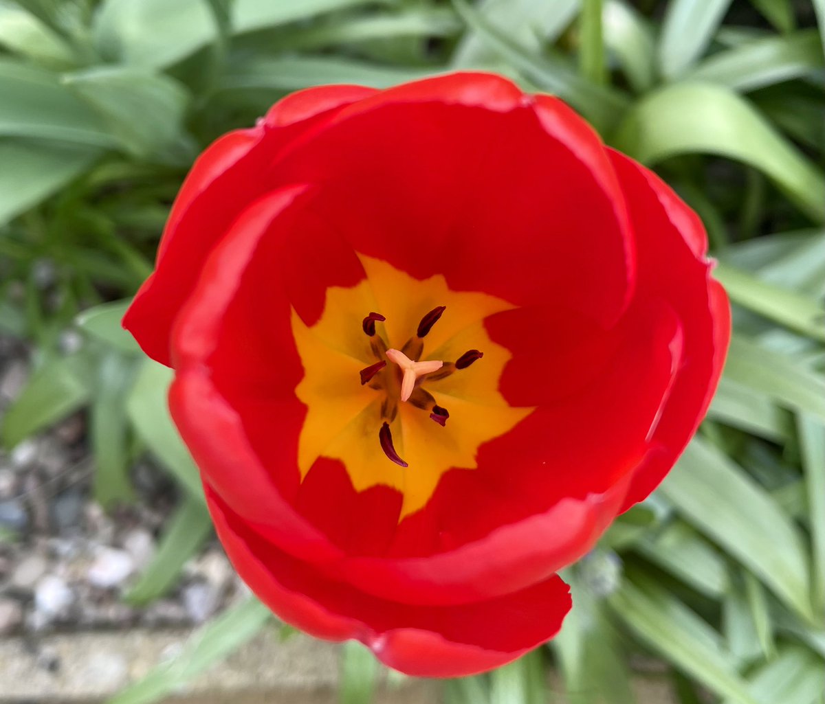 Sunday. Tulips 🌷 #Sunday #InBloom #Tulips #Flowers