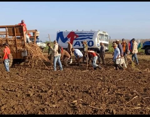 En polo productivo 'Desembarco del Granma', perteneciente al empresa agroindustrial de Bartolomé Masó. En el rescate de las plantaciones cañeras. #1Mayo #UnidosXCuba🇨🇺