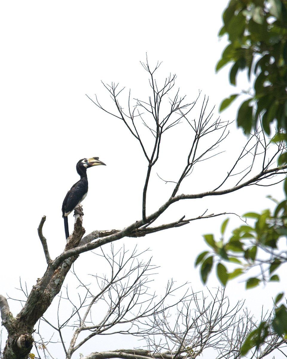 Oriental Pied Hornbill watching over the forest in Malaysia