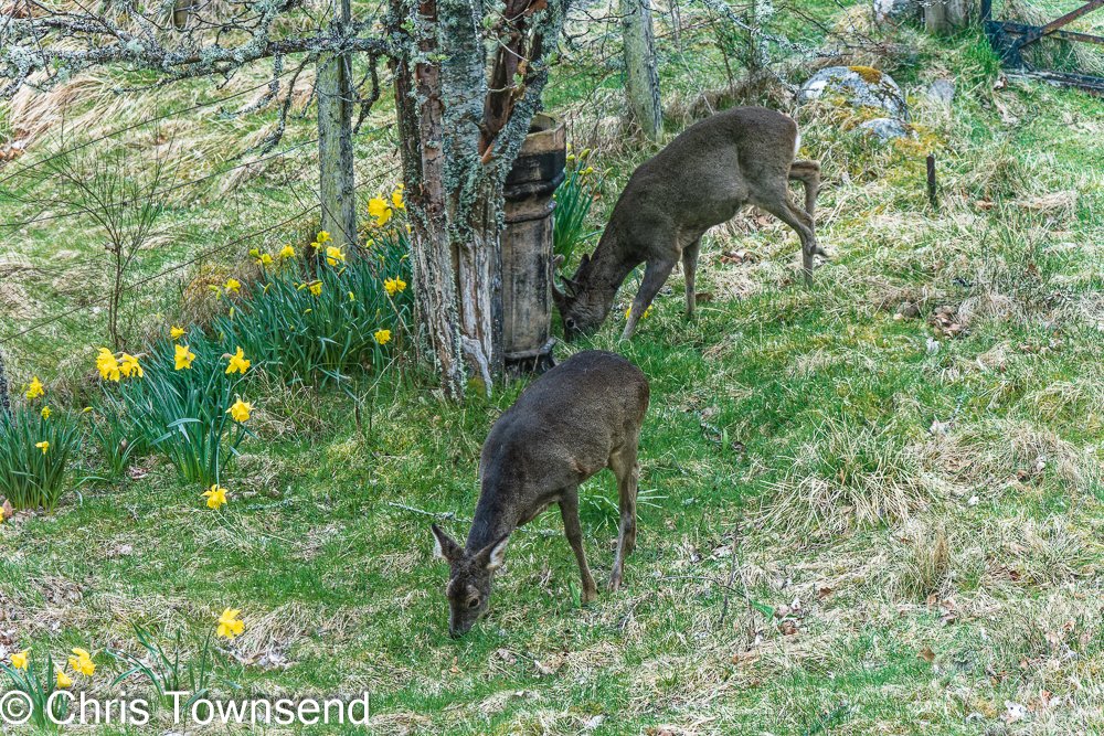 Enjoying watching a pair of roe deer in the garden today. #deer #wildlifephotography #Cairngorms