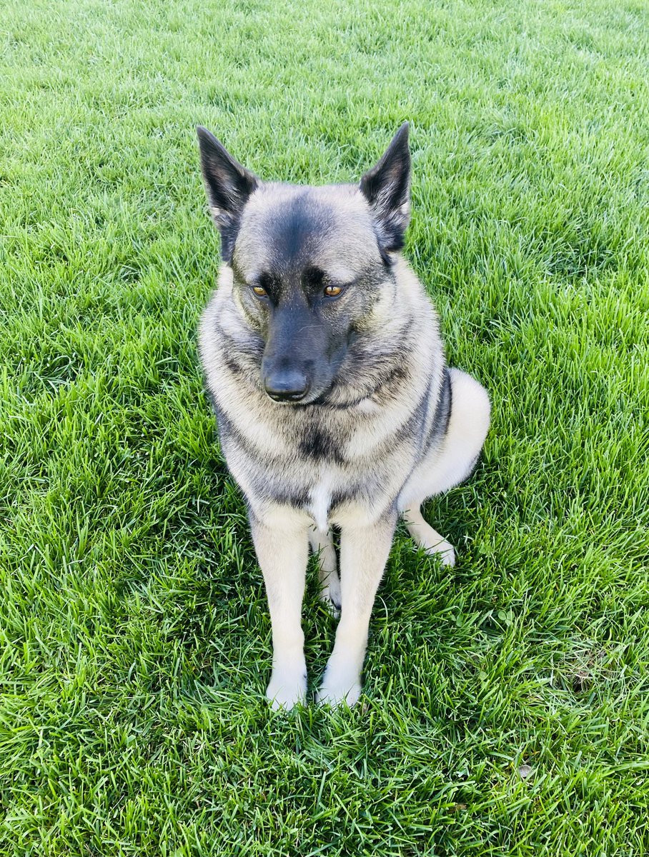 pulled in the driveway this morning. the greatest neighbor of all time was sitting just like this to say hello, give me his paw, get petted on the head for a little and get a couple small milkbones. Rocco. what a guy.