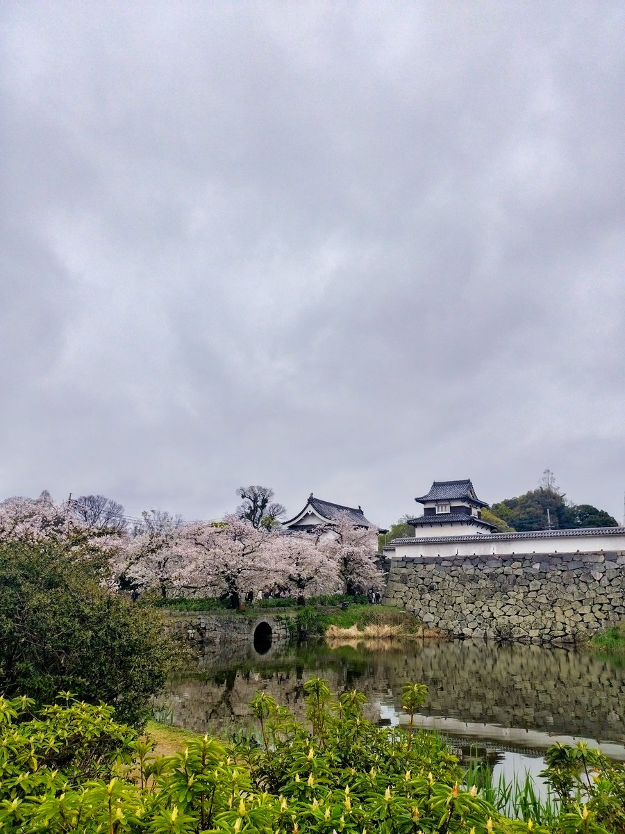 AyraGP's tweet photo. Cherry blossom moment in Ohori Park,Fukuoka. https://t.co/i2Cvc0tzRY