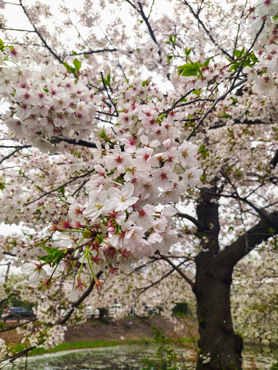 AyraGP's tweet photo. Cherry blossom moment in Ohori Park,Fukuoka. https://t.co/i2Cvc0tzRY