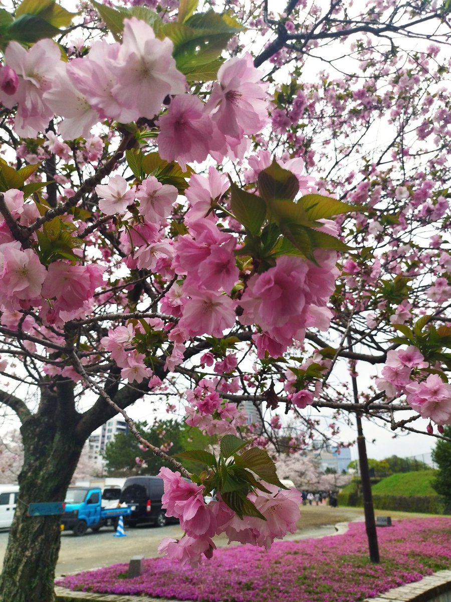 AyraGP's tweet photo. Cherry blossom moment in Ohori Park,Fukuoka. https://t.co/i2Cvc0tzRY