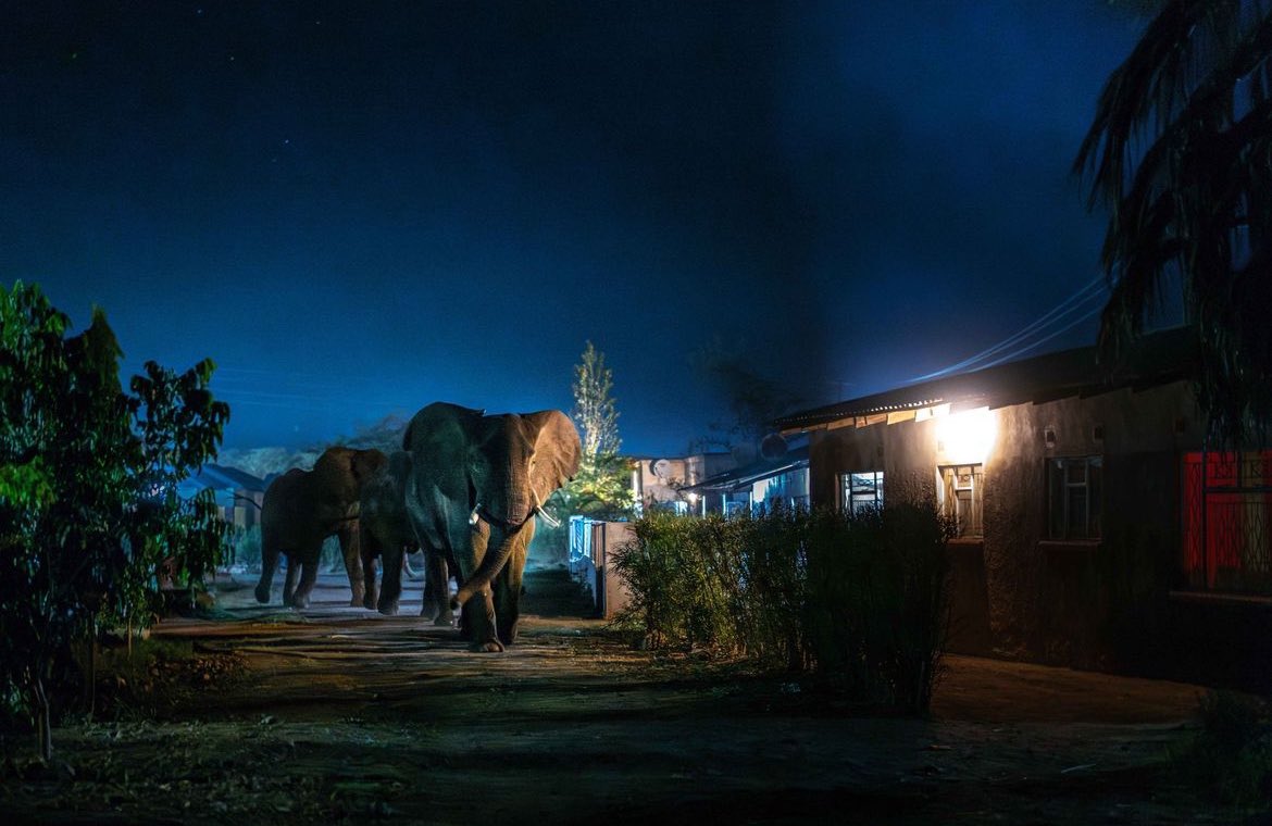 wwfnederland's tweet photo. 🥳🆕WWF-ambassadeur @JasperDoest wint de @zilcam Publieksprijs met zijn fotoserie ‘In de weg van de olifant’. Zijn foto’s laten op indringende wijze zien hoe mens en dier elkaars wereld doorkruisen. WWF werkt ism partners en lokale gemeenschappen aan oplossingen. @cavanderhoeven https://t.co/4SJH9MiLlM