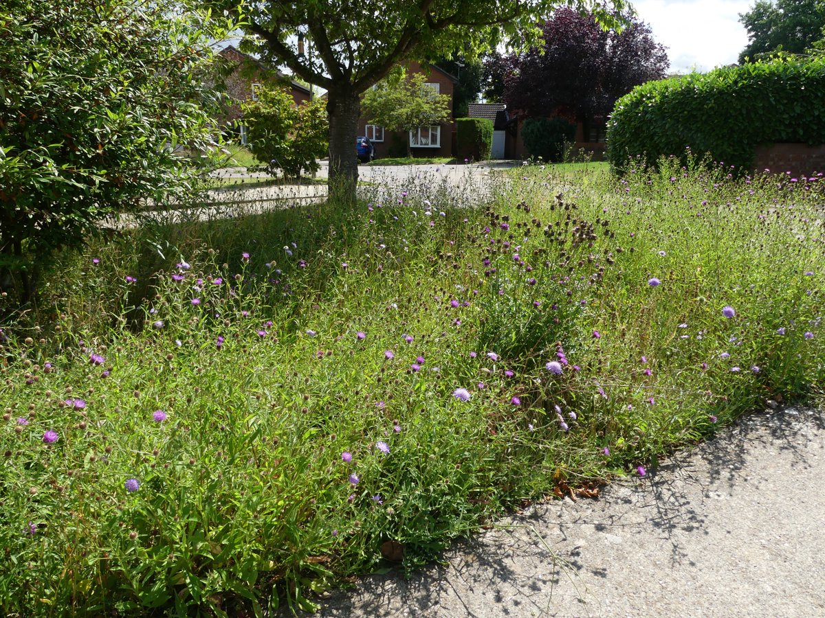 What's not to like about my wildlife rich, wildflower meadow with its deep, carbon sink roots and ability to cool the air in a heatwave?