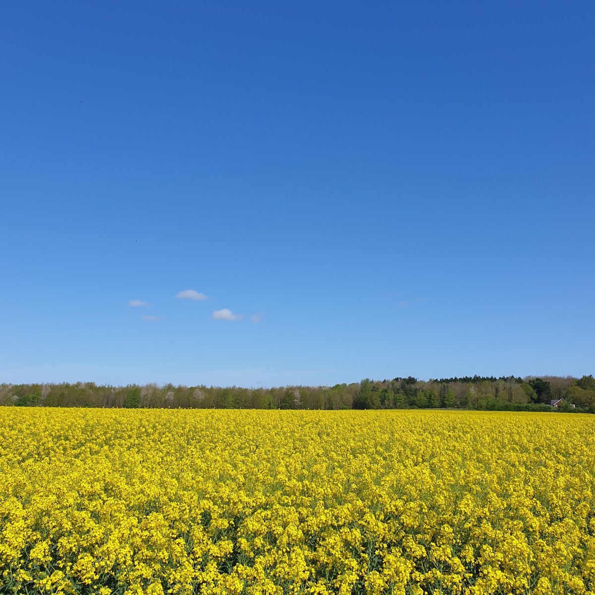 Nicola Mears tweet media