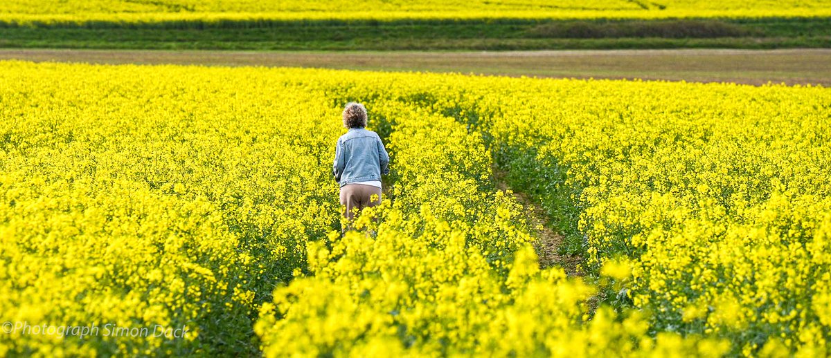 Golden Fields near Brighton @Alamy_Editorial #Brighton #spring #golden #goldenfields #landscape #ukweather