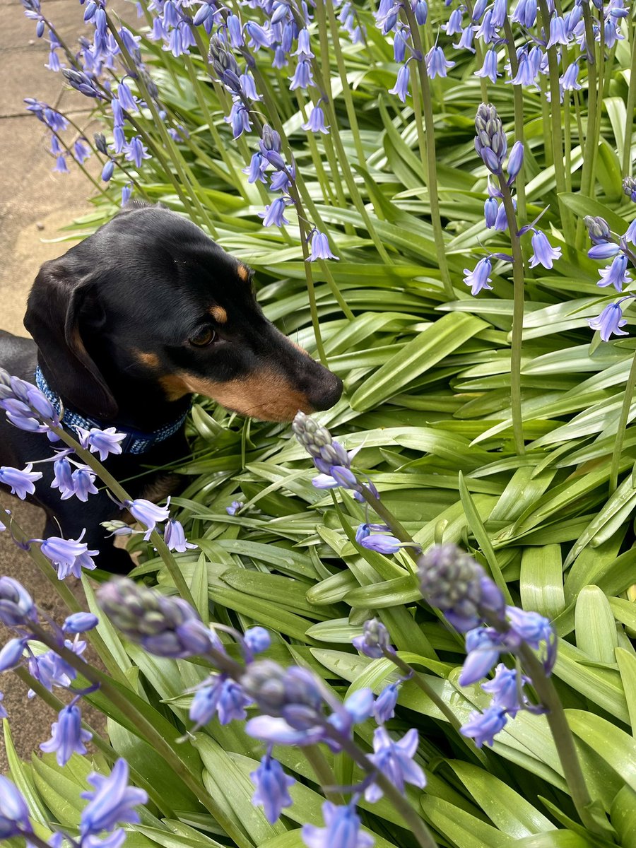 Sunday. A river of bluebells and pink bells in the back garden. #Sunday #InBloom #Flowers #Spring