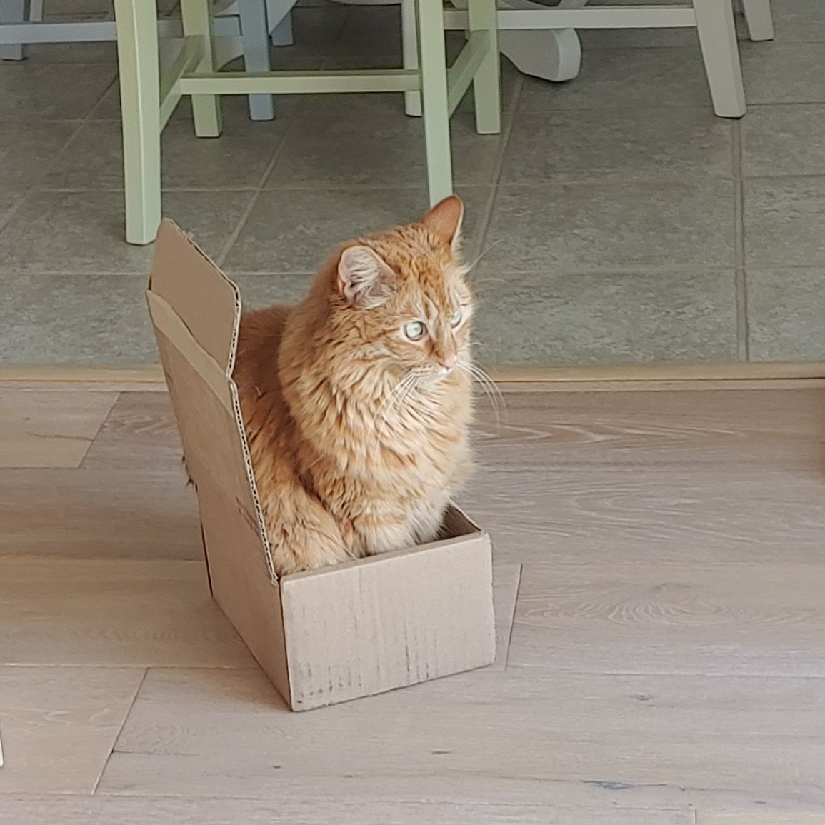 Sunny, 'Happy #CatBoxSunday! Doing a bit of birdie watching from my box seat.' 😹☀️🐇🐈🧡

#gingercats #orangecats #Cats #CatsOfTwitter #CatsOnX #catlife #AdoptDontShop #CatsLover