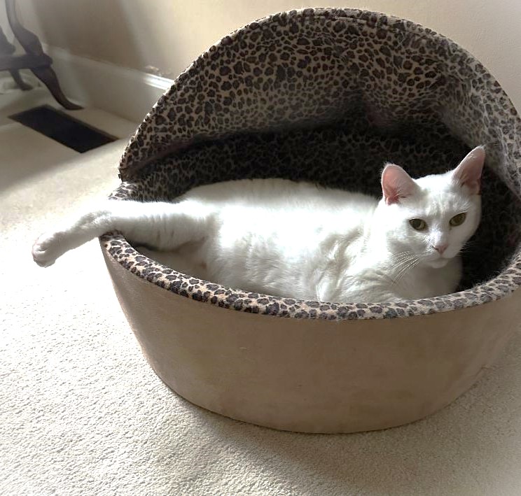 Tinker: I can almost fit into this cat bed...if I could just get my foot in.🐾🐾I think I can. I think I can. I think I can.