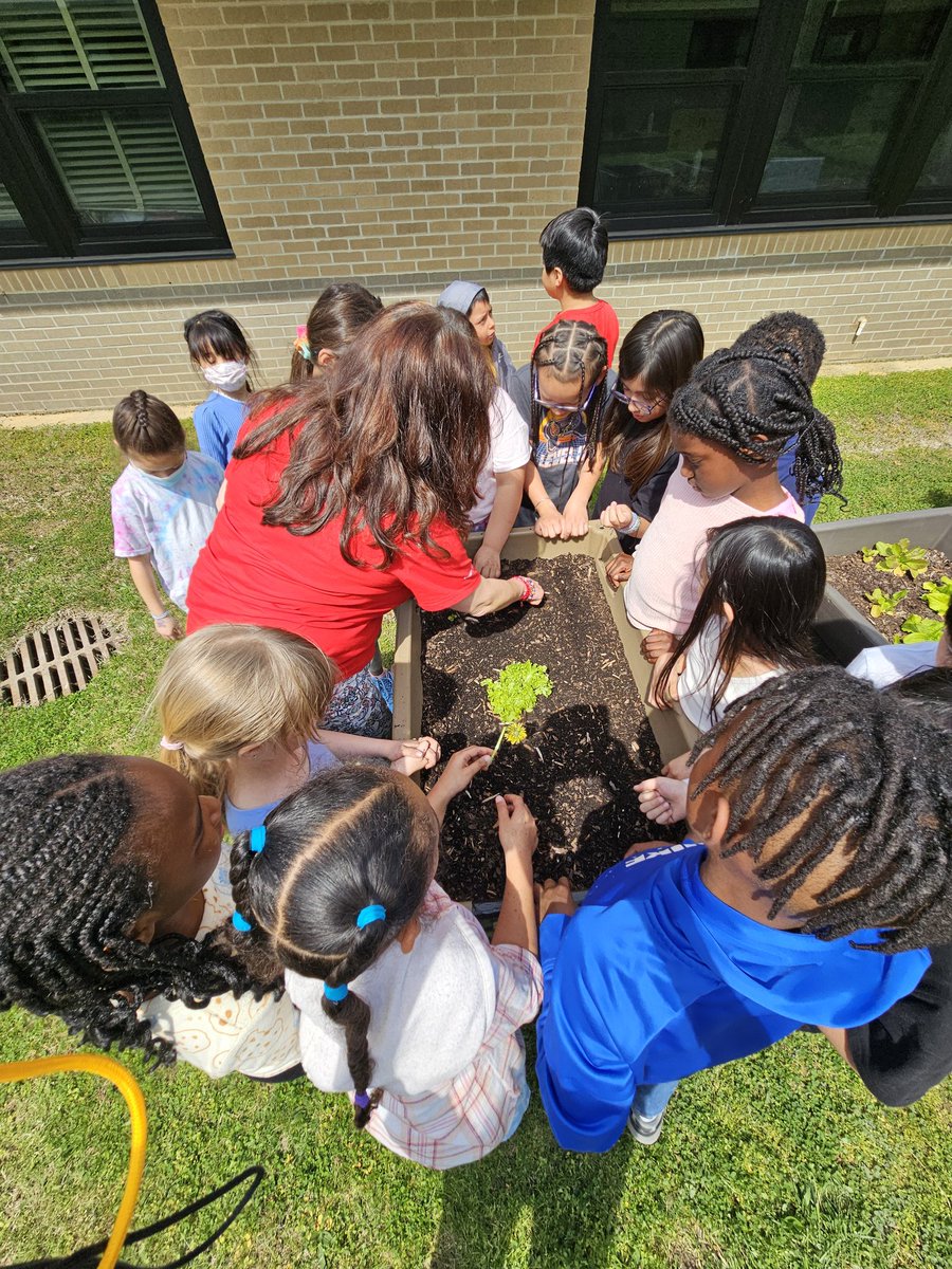 Cre8tiveLib's tweet photo. Our first @es_flower 2nd grade class planted their #SaladScience lettuce and enjoyed digging their fingers into the rich soil. In media class, they learned about all the things - organic and inorganic - that make up soil. @MAEOE_MD @MCPSOutdoors @GoNatureForward https://t.co/vyfelfqV1W