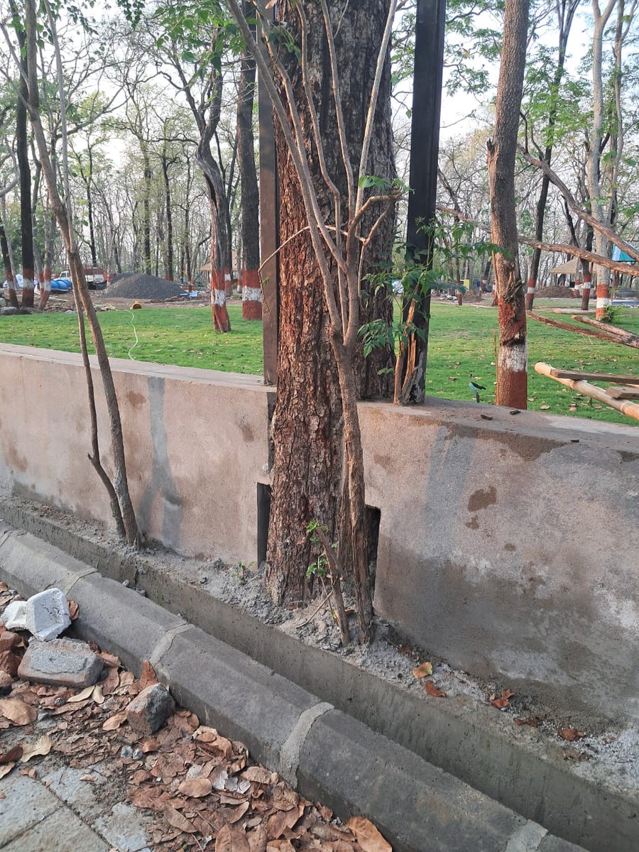 Tree trunks are choked due to development work being carried out at Bal Udyan, Seminary Hills #Nagpur by #Forest dept. Not expected from #Forest dept which is supposed to save #MotherEarth @FDCM_MH @SMungantiwar