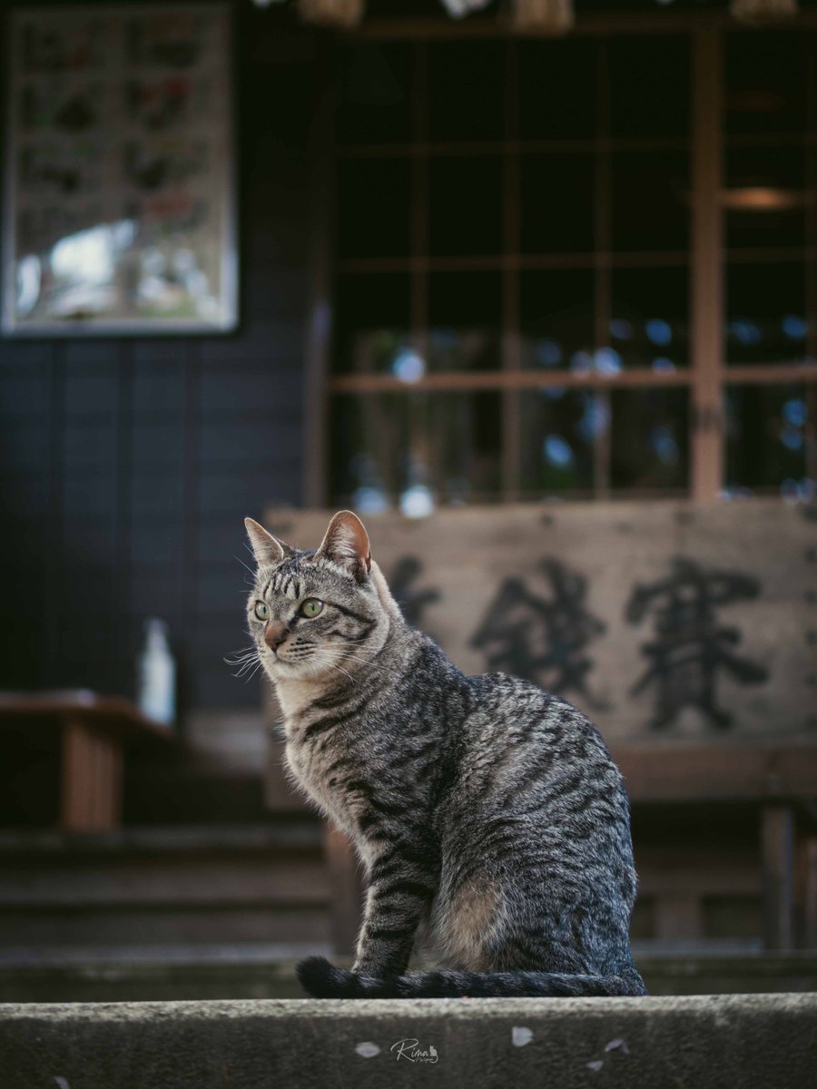 Rima_photograph's tweet image. 『おにゃい銭』
#マイクロフォーサーズ 
#OMDS
#em5
#olympus 
#omsystem  
#写真好きな人と繋がりたい