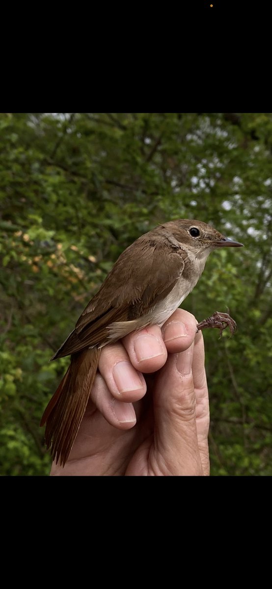 Ringing today was very successful. Caught over 30 BLACA and 6 WILWA as well as some other nice species. Also caught a potential acredula WILWA subspecies.