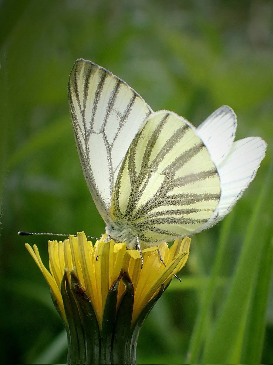 My first Green-veined white (Pieris napi) of the year, enjoying a dandelion at @greatfen 🦋🌼🤍💚 Wishing everyone a lovely Sunday! 😊 #SundayYellow #butterfly #naturelovers #sundayvibes #wildlife #insect #pollinators #flower #NatureBeauty #wildflowers #nature