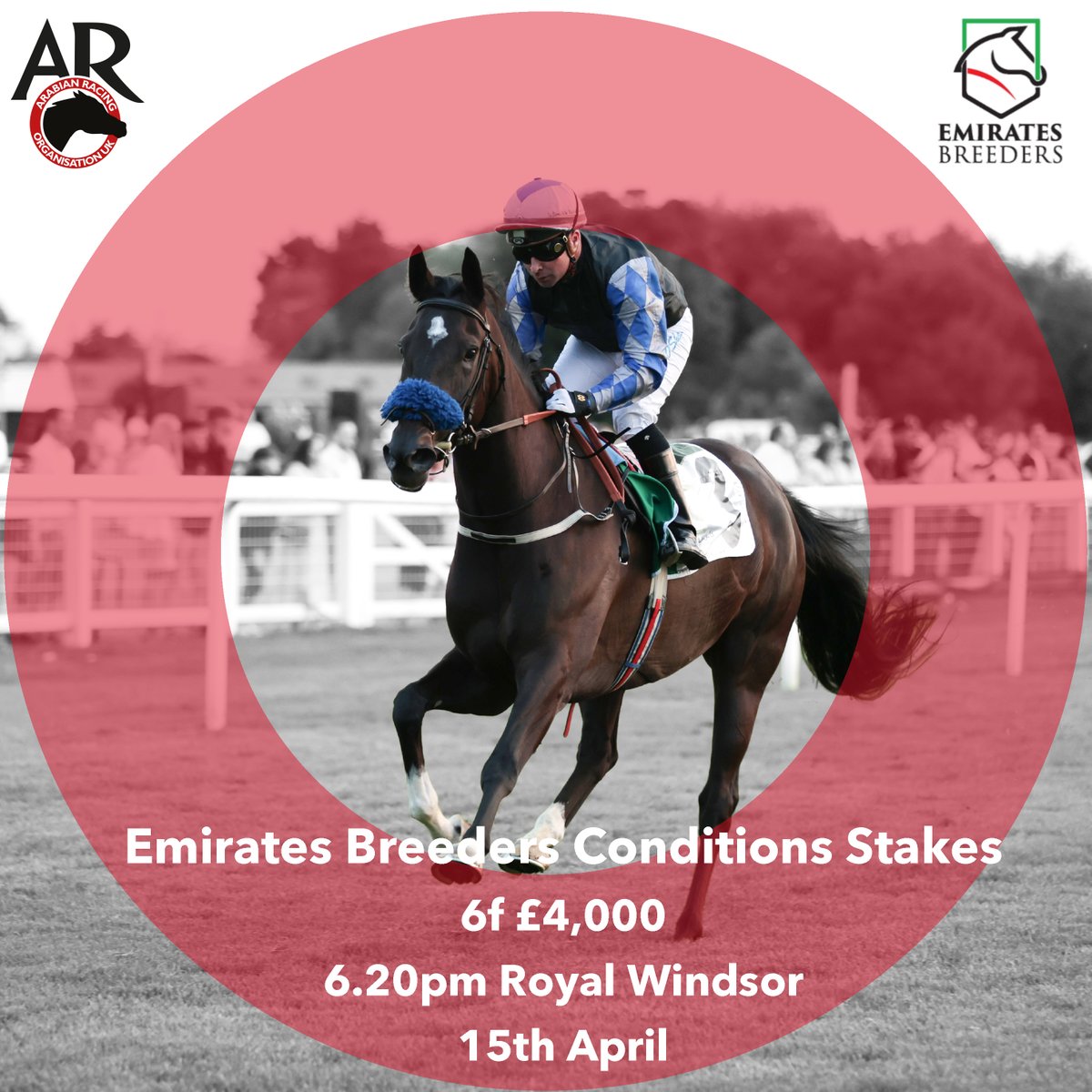 Arabian Racing Organisation tweet media