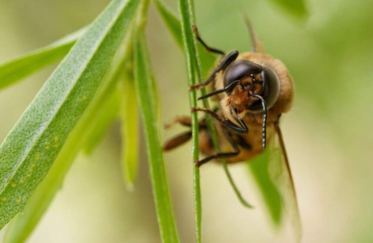 Les guêpes. Importantes pour l'agriculture, car elles pollinisent des centaines d'espèces végétales et peuvent être d'excellents contrôleurs antiparasitaires qui traquent les pucerons et les chenilles qui endommagent les cultures. Mais voilà, ignorance totale et préjugés.