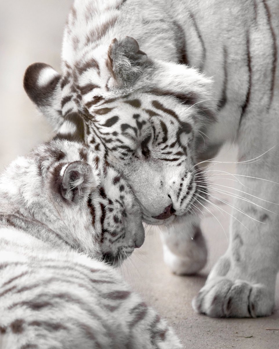 よい夢を #ホワイトタイガー #宇都宮動物園