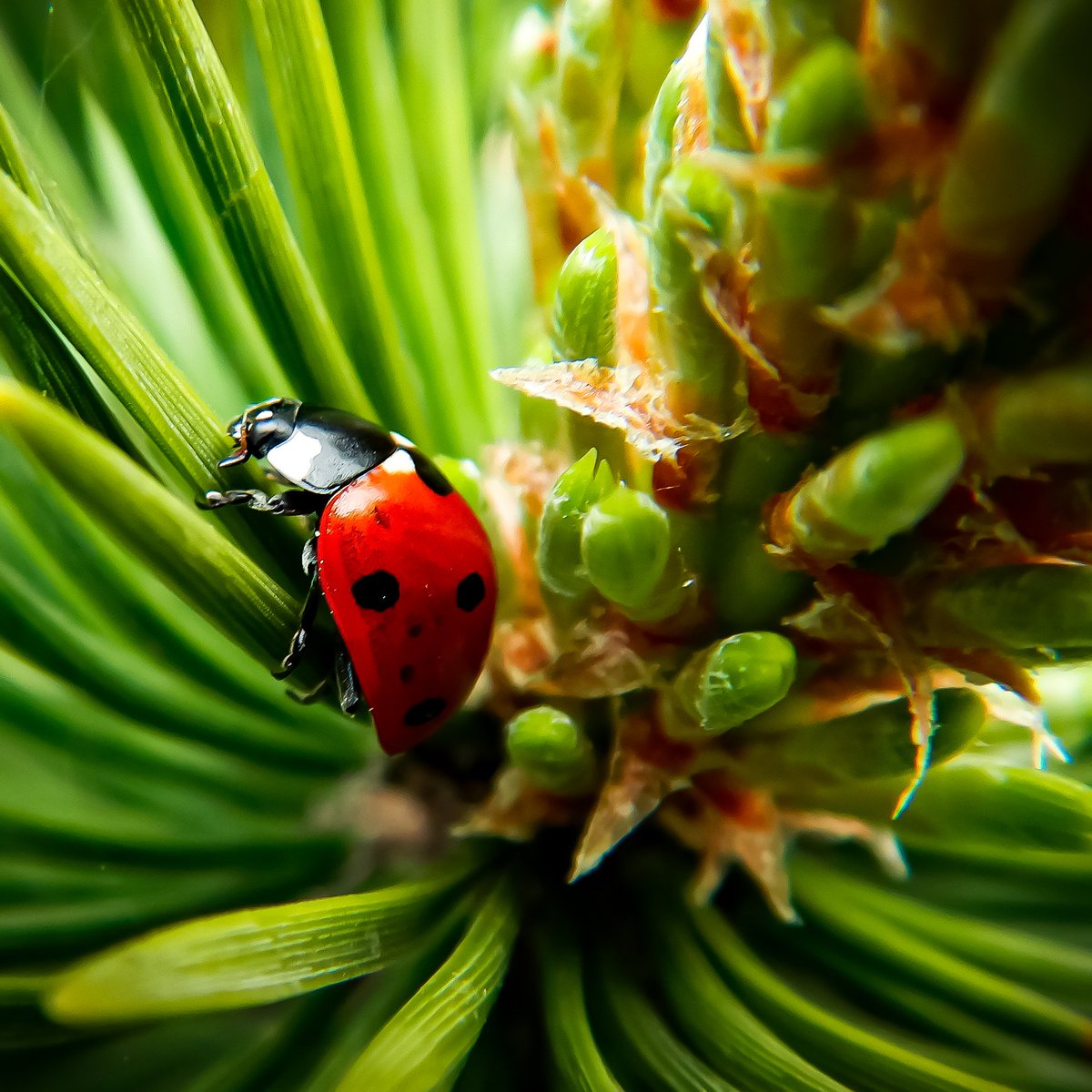 〰️🐞〰️
Hide and seek  ...
#fotografia #fotografie #photography #photooftheday #photoart #picoftheday #naturfotografie #naturephotography #Marienkäfer #ladybug #makro #macro #makro_leidenschaft #macroworld #beautifulnature #beauty #littlethings #Achtsamkeit #attentive