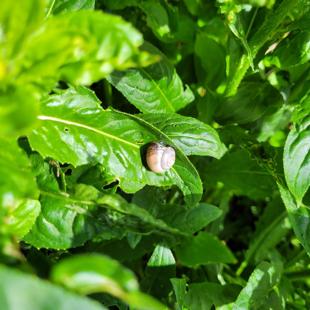 This snail has found a prime spot in the lakeside garden. #snails #greenleaves #spring