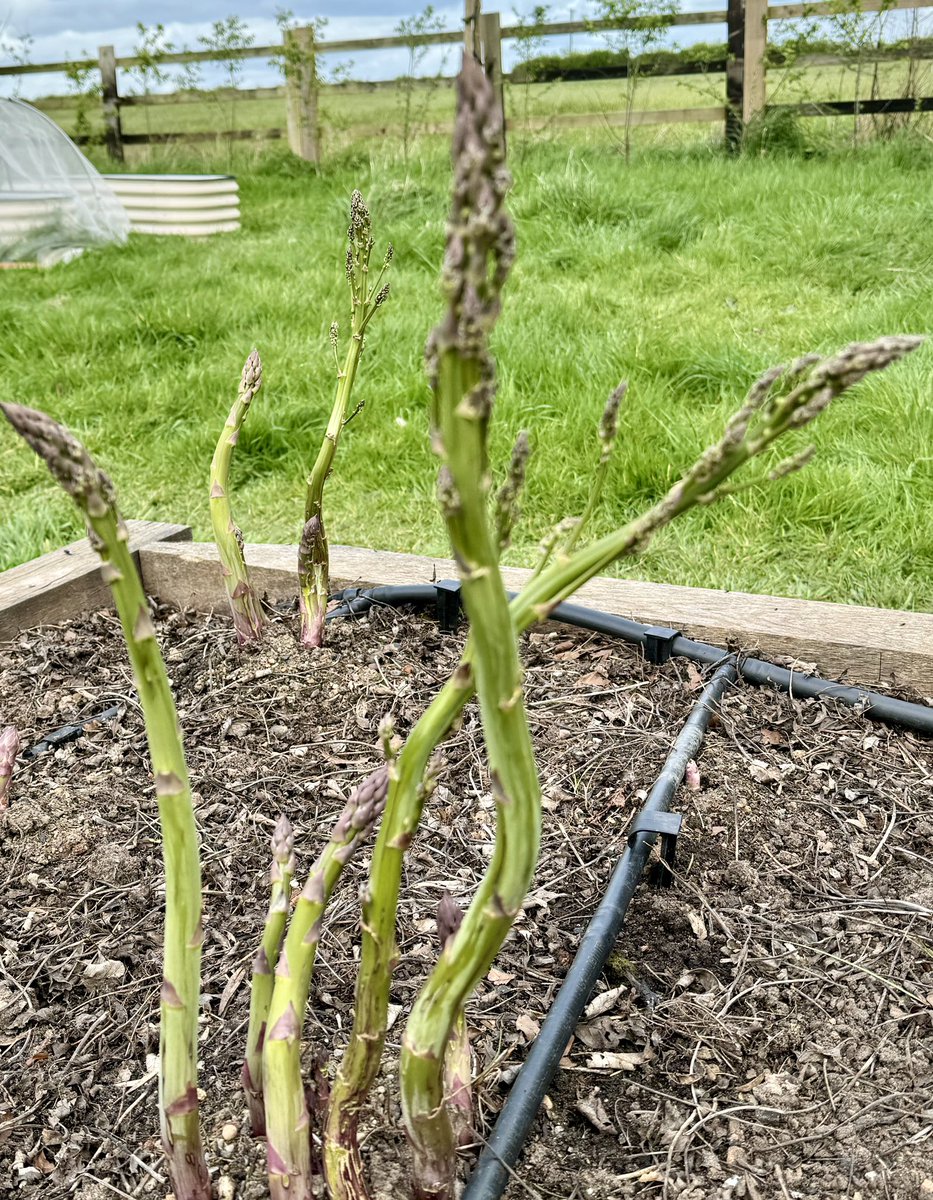 It will be another year before our asparagus beds are ready for cropping, and this year they really are winning prizes for eerie vibes. They look like the Midsomer Murders theme tune expressed as asparagus.