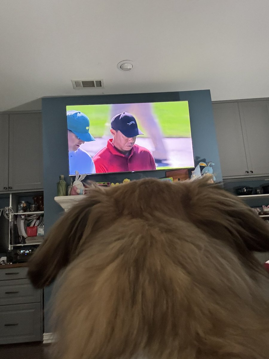 Bogey watching the Goat. Even the pups love the Masters. #golf #themasters