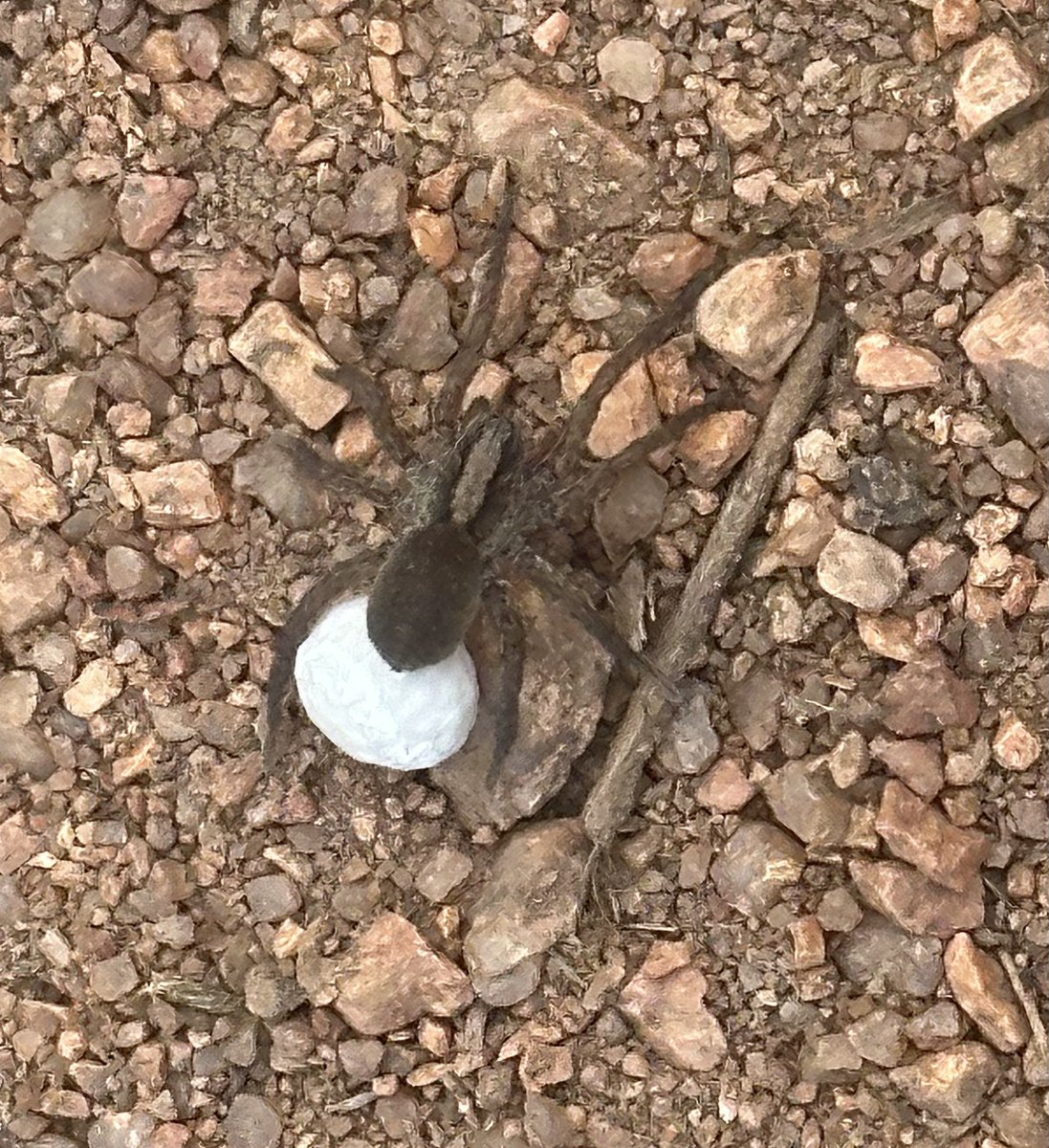 Here's an early Mother's Day photo for you! Wolf spider mother with egg sack.