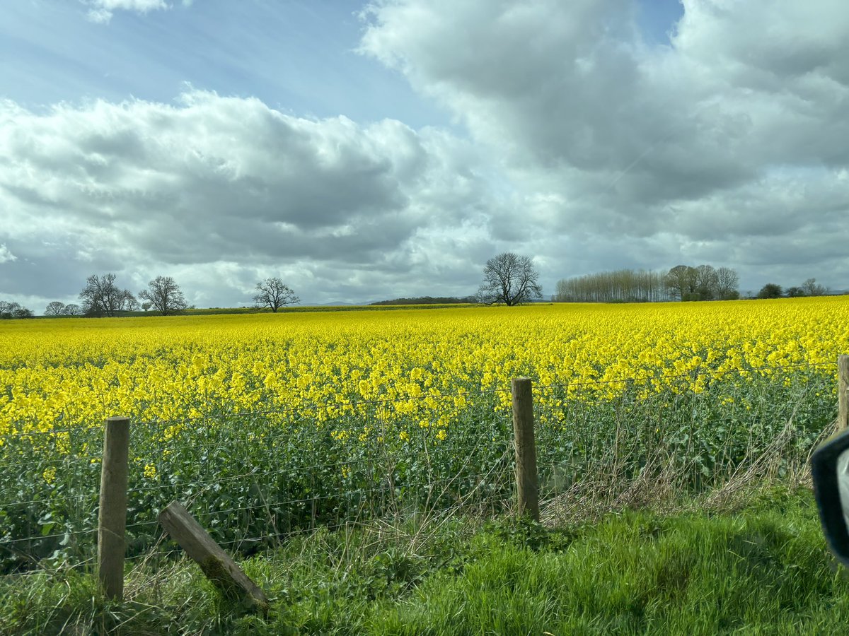 rattycastle's tweet image. #Fieldsofgold #eastfellside on the way to @theoldvillageba  in Melmerby  Cumbria  #Sundaylunch