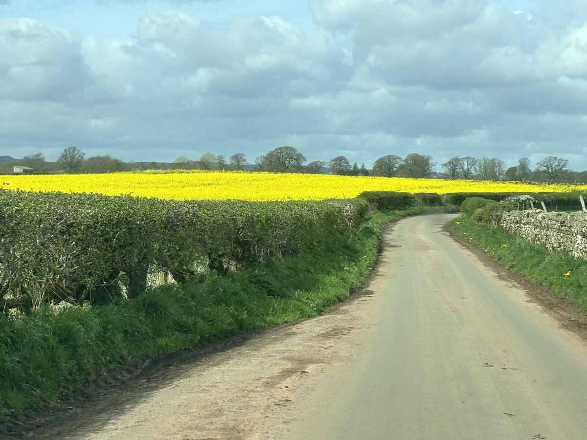rattycastle's tweet image. #Fieldsofgold #eastfellside on the way to @theoldvillageba  in Melmerby  Cumbria  #Sundaylunch