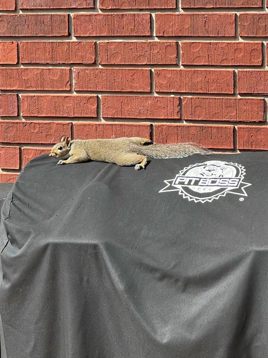 PitBossGrills's tweet image. Best Caption Wins ⬇

📸: Kevin H.