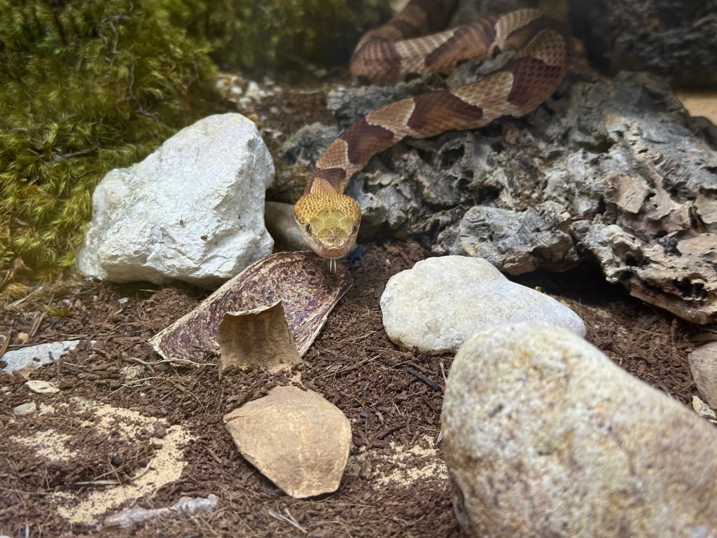 Meet Johnny, the Copperhead!🐍 Copperheads are a species of venomous snake native to the Eastern United States. These snakes are widely misunderstood, but they are naturally shy and rarely attack humans. 💥