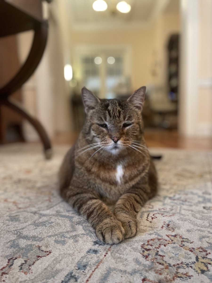 A purrrfectly behaved gentleman. 😺
.
.
.
#oldtownmanor #oldtownmanorweddings #keywest #flkeys #lovefl #petfriendly #bedandbreakfast #duvalstreet #oldtownkeywest #florida #greenhotel #boutiquehotel #hotel #historicinn #keywestvacation #keywesttravel #keywesthotel