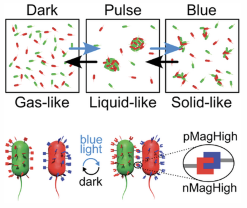 Optogenetic Control of Bacterial Cell-Cell Adhesion Dynamics: Unraveling the Influence on Biofilm Architecture and Functionality

'photoswitchable adhesins between bacteria'
onlinelibrary.wiley.com/doi/10.1002/ad…