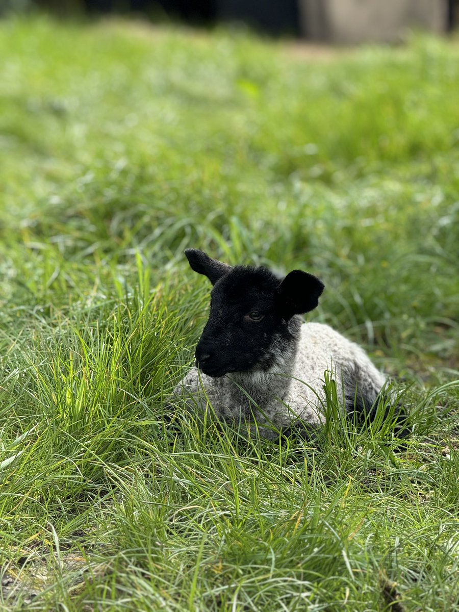 Much catching up, Clyde got pneumonia again earlier this week (it’s likely to recur with a weak orphaned lamb) but he is fine now. Thank you Bex & Katie @TowFarmVets for helping us to get him well. It feels like they’ve always been here even though it’s only been a few weeks ❤️🐑